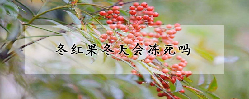 冬紅果冬天會凍死嗎