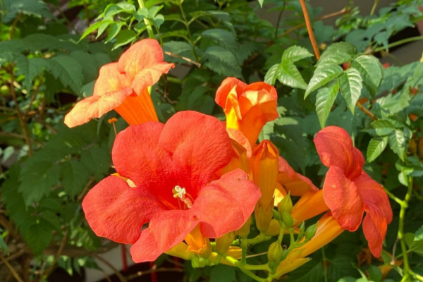 院子里種凌霄花吉利嗎 家里種凌霄花禁忌