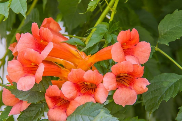 院子里種凌霄花吉利嗎 家里種凌霄花禁忌