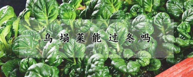 烏塌菜能過冬嗎