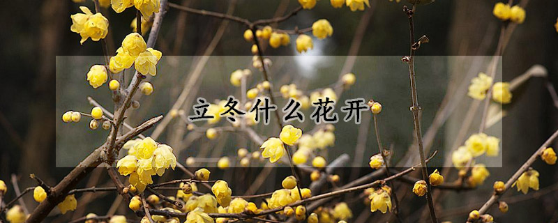 立冬什么花開