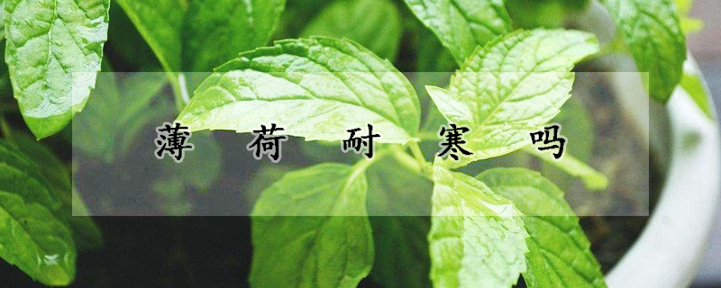 薄荷耐寒嗎