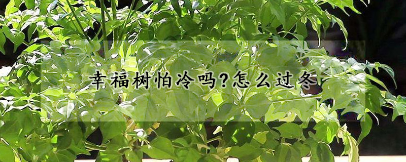 幸福樹怕冷嗎?怎么過冬