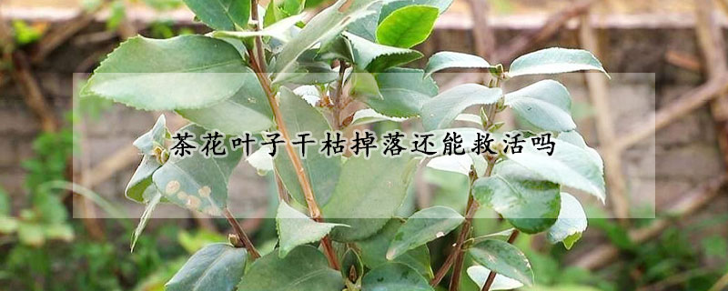 茶花葉子干枯掉落還能救活嗎