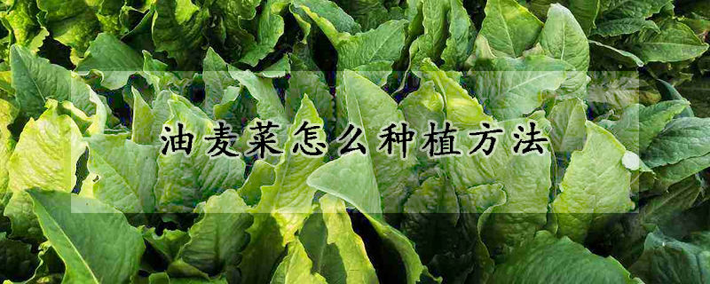 油麥菜怎么種植方法