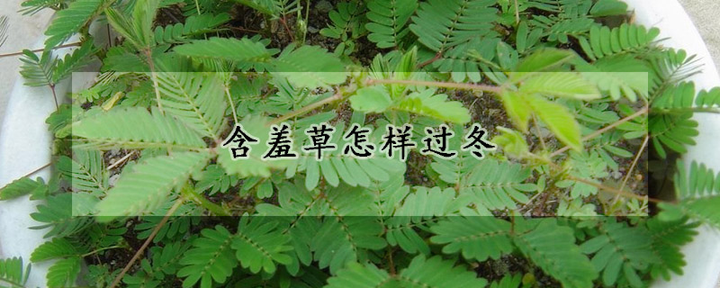 含羞草怎樣過冬