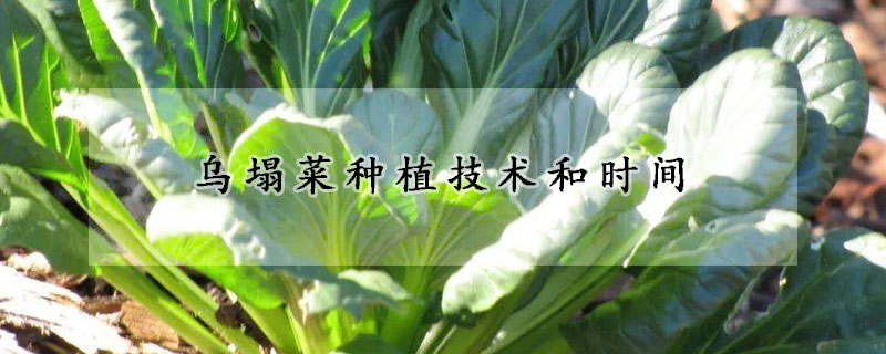 烏塌菜種植技術和時間