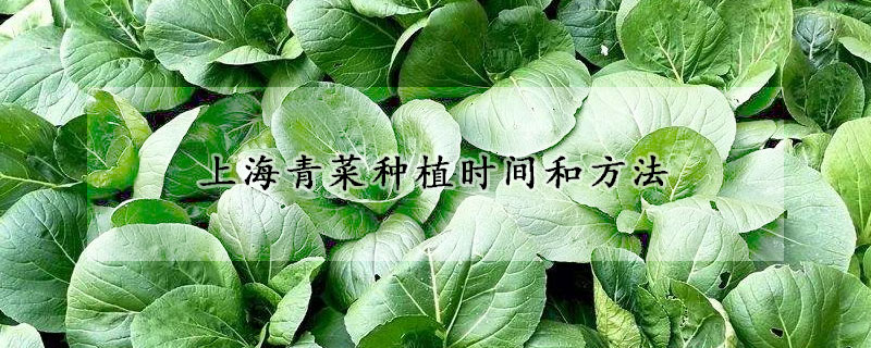 上海青菜種植時間和方法