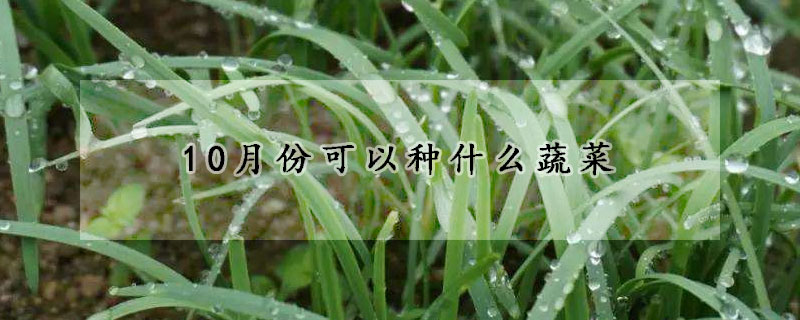 10月份可以種什么蔬菜