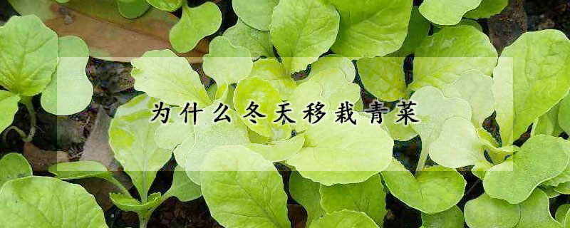 為什么冬天移栽青菜