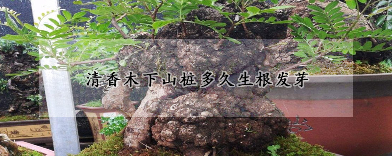 清香木下山樁多久生根發芽