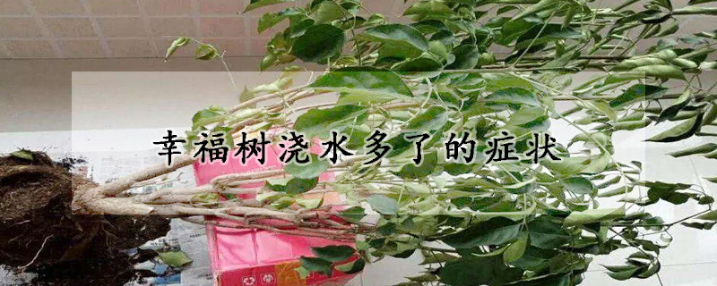 幸福樹(shù)澆水多了的癥狀