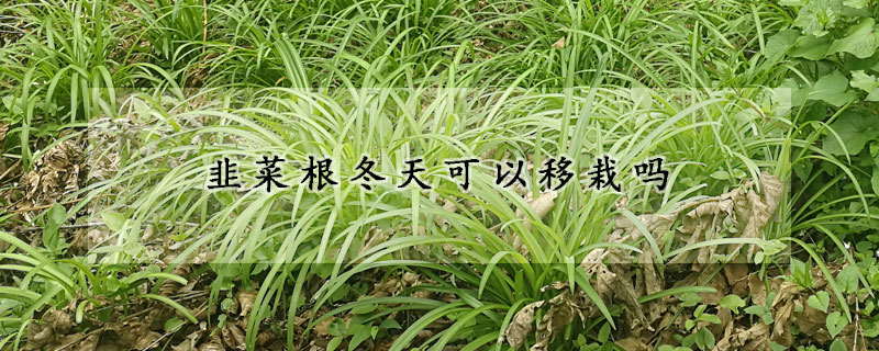 韭菜根冬天可以移栽嗎