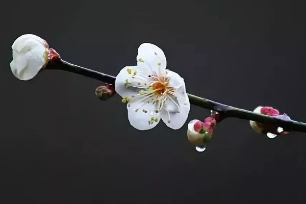 家里養什么花好風水 家里養啥花好