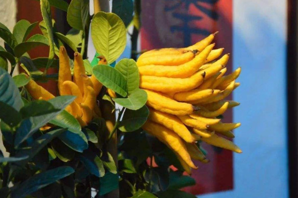 家里養什么花好風水 家里養啥花好