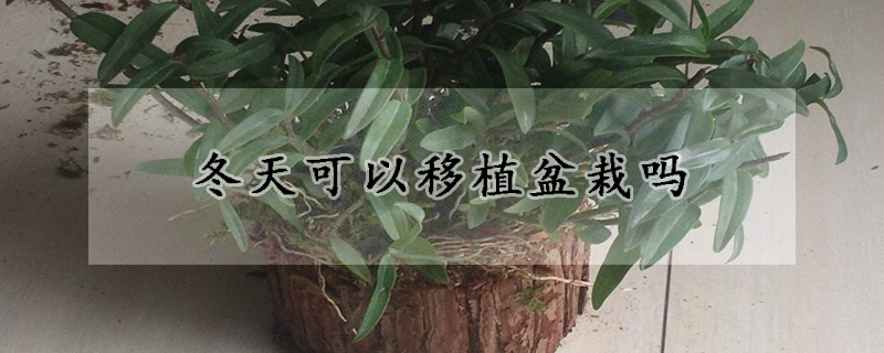 冬天可以移植盆栽嗎