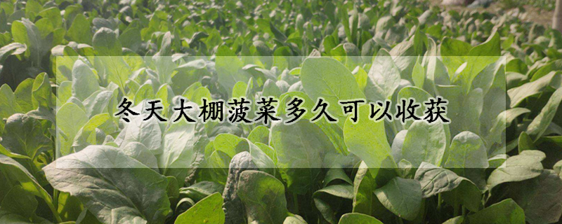 冬天大棚菠菜多久可以收獲