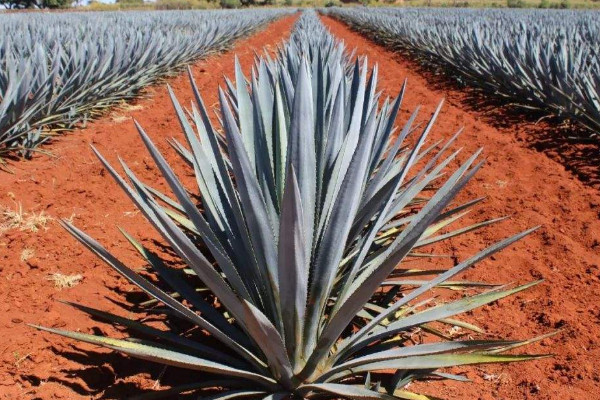 什么綠植除甲醛最好 什么植物可以去除甲醛