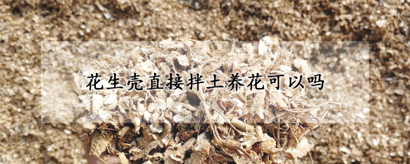 花生殼直接拌土養(yǎng)花可以嗎