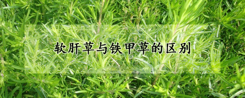 軟肝草與鐵甲草的區(qū)別