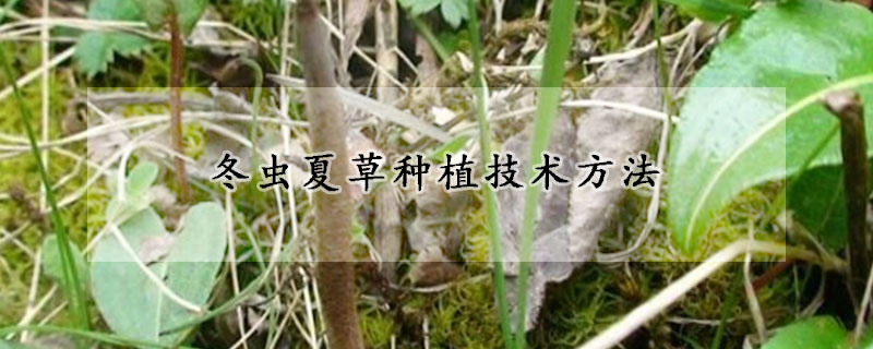 冬蟲夏草種植技術(shù)方法