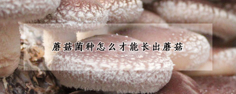 蘑菇菌種怎么才能長出蘑菇