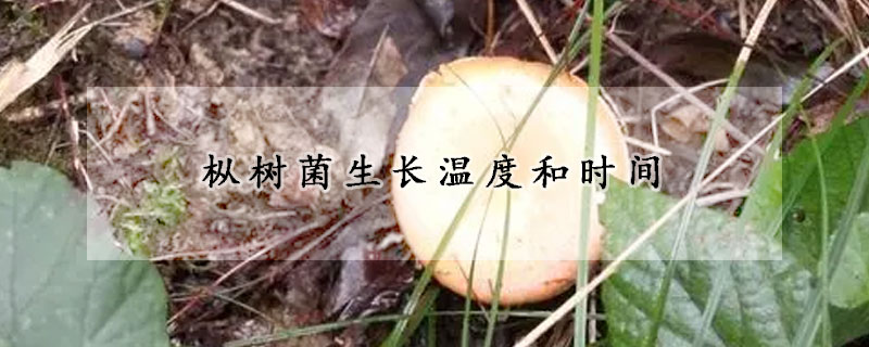 樅樹菌生長溫度和時間