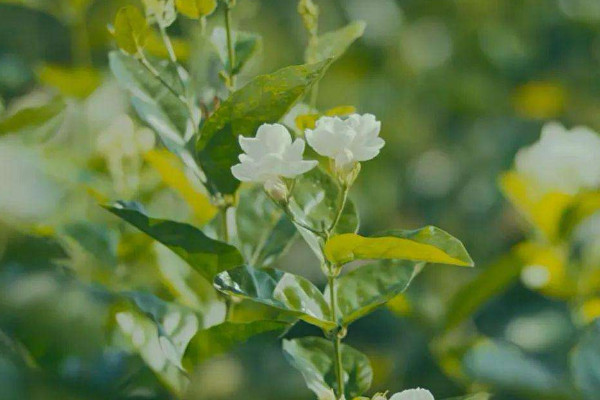 臥室擺放什么植物最好 最適合放在臥室的植物