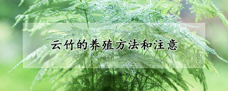 云竹的養(yǎng)殖方法和注意