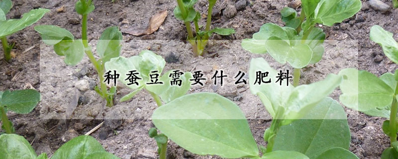 種蠶豆需要什么肥料