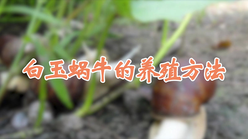 白玉蝸牛的養殖方法