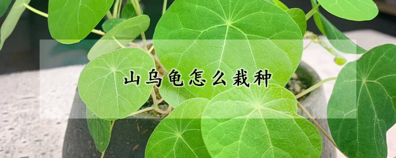 山烏龜怎么栽種