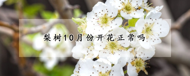 梨樹10月份開花正常嗎