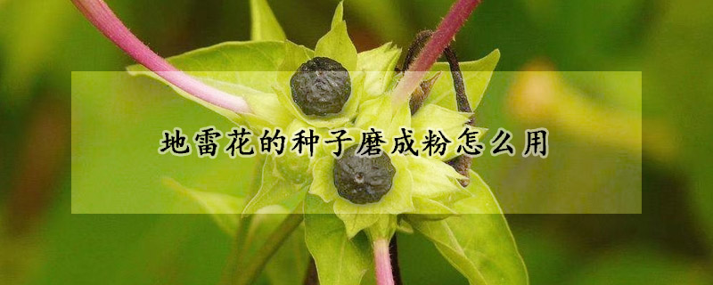 地雷花的種子磨成粉怎么用