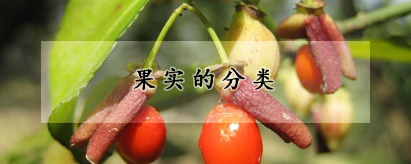 果實(shí)的分類