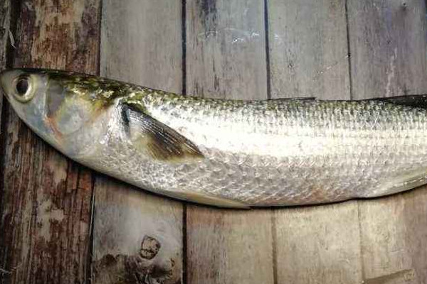 鯔魚是淡水魚還是海魚