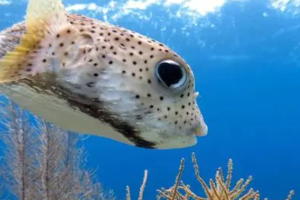 海魚有幾種