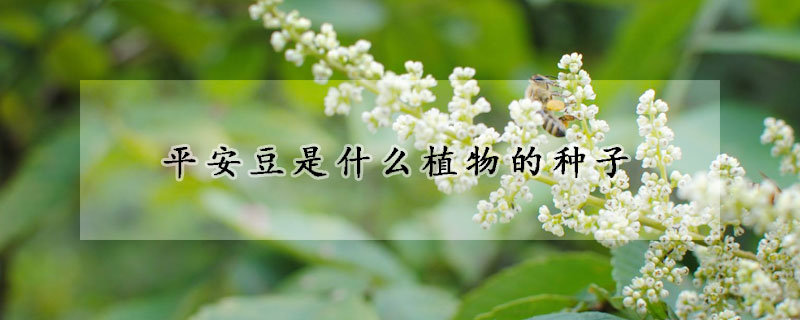 平安豆是什么植物的種子