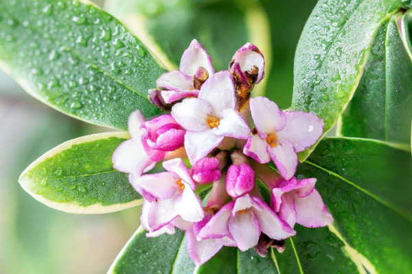 家里種什么花最好 家里養什么花比較好