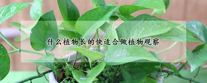 什么植物長(zhǎng)的快適合做植物觀察