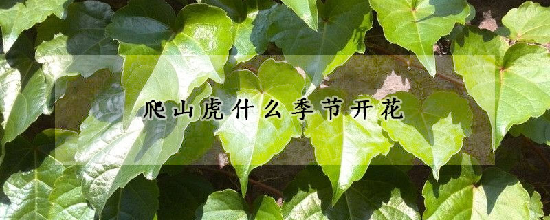 爬山虎什么季節開花