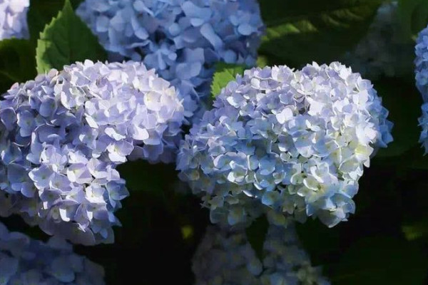 無盡夏繡球花有毒嗎