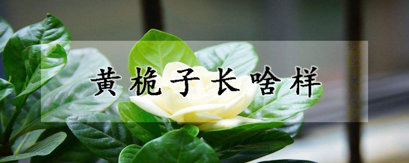 黃桅子長啥樣