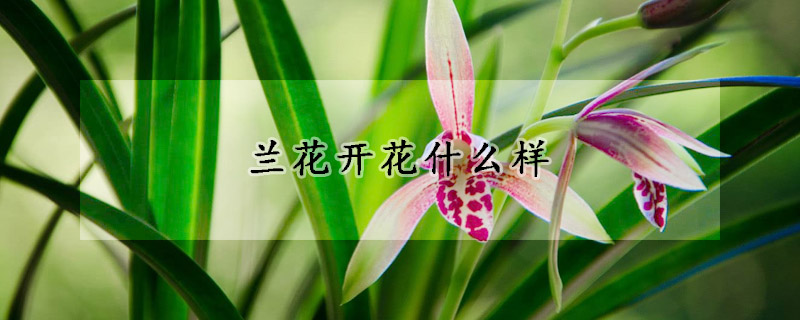 蘭花開花什么樣