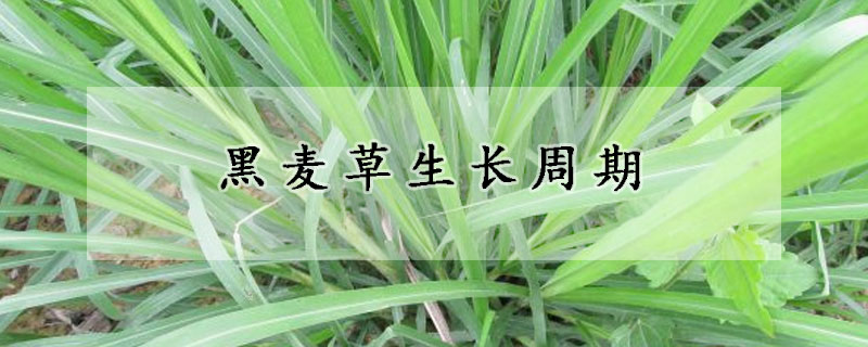 黑麥草生長周期