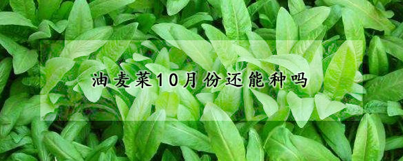 油麥菜10月份還能種嗎