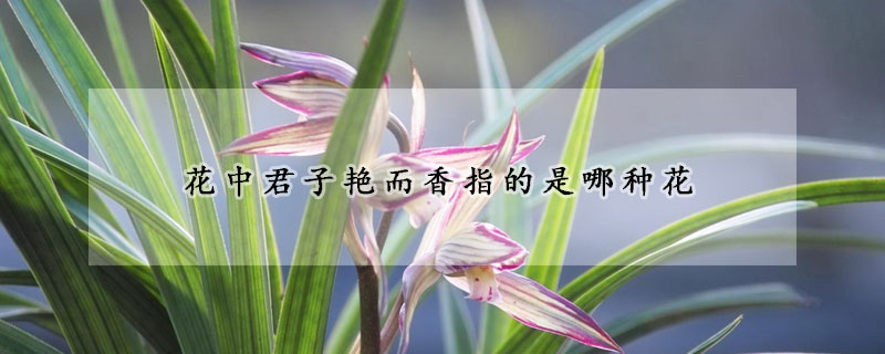 花中君子艷而香指的是哪種花