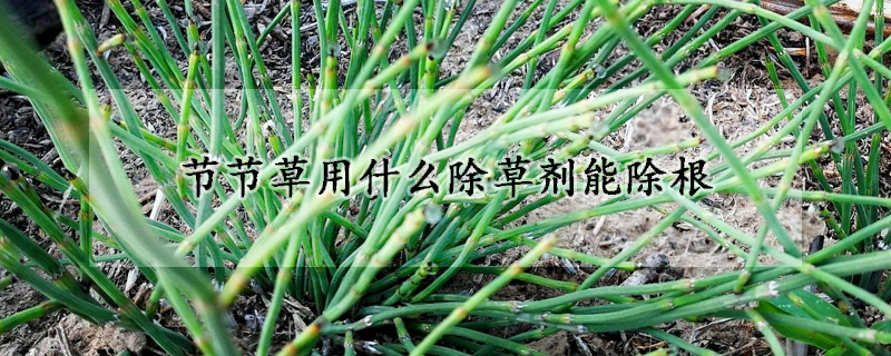 節(jié)節(jié)草用什么除草劑能除根