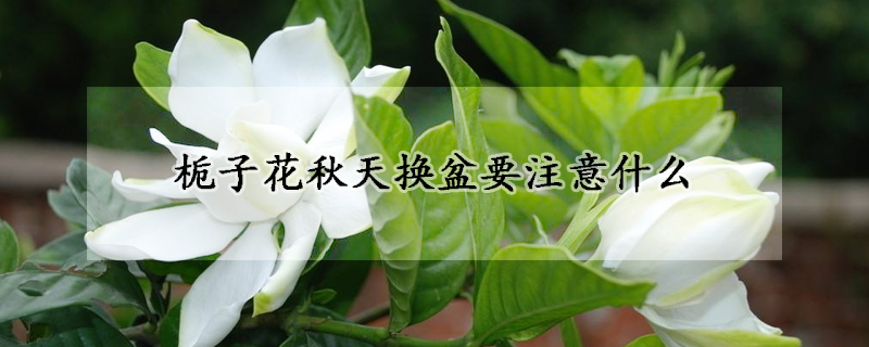 梔子花秋天換盆要注意什么