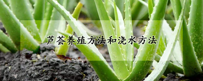 蘆薈養(yǎng)殖方法和澆水方法